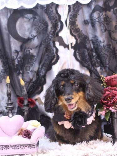 20231025ショコラちゃん